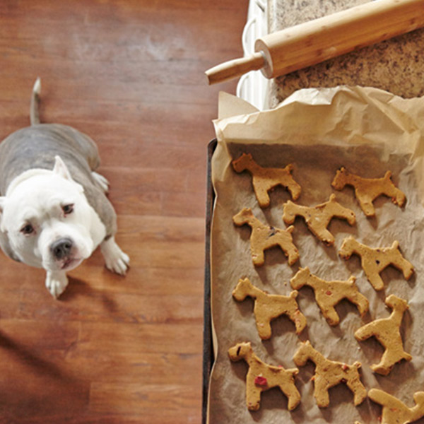 DIY Christmas Gifts for Pets | Hallmark